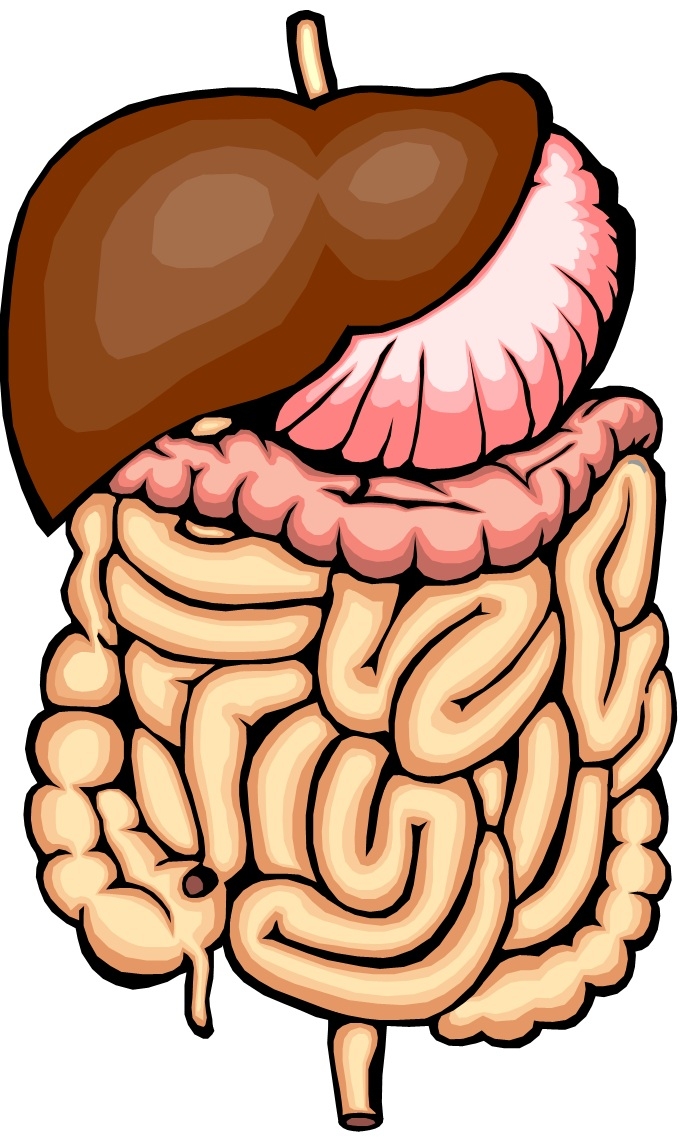 684x1137 Intestines Cliparts Free Download Clip Art