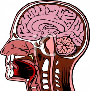 297x300 Royalty Free Clipart Image Anatomy Of The Human Head