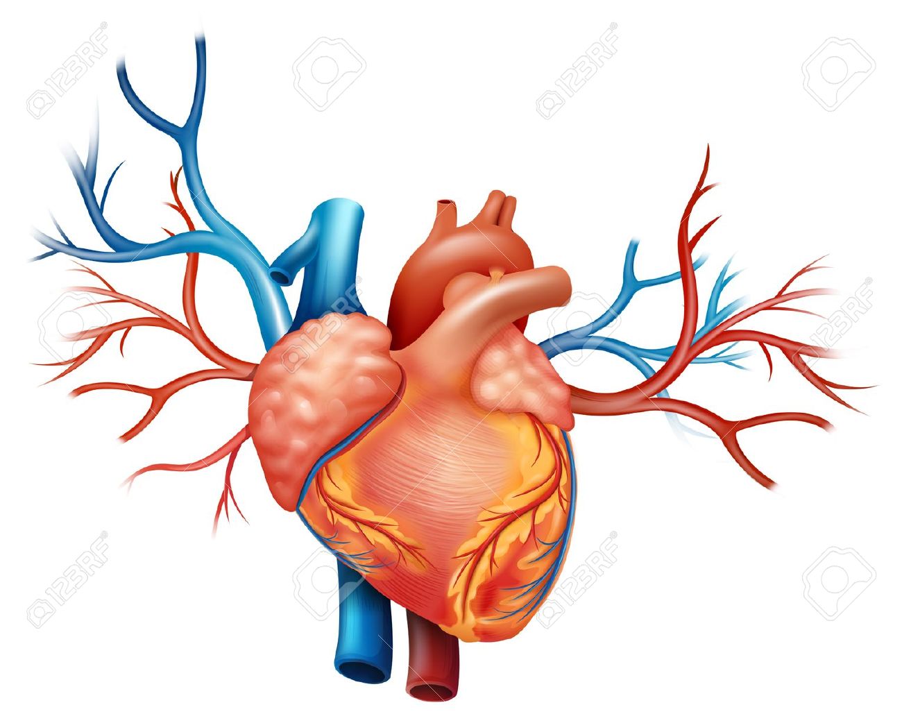 1300x1042 Arteries Clipart