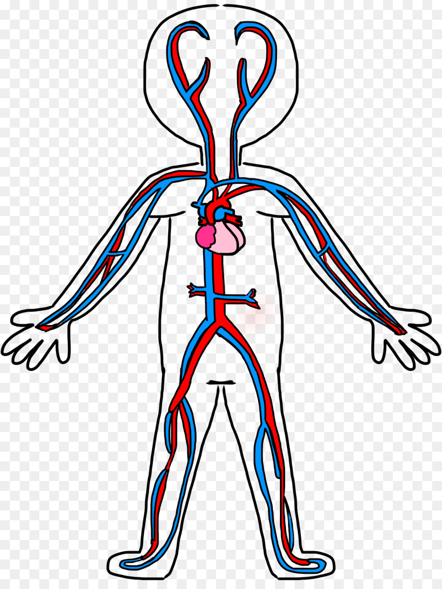 900x1200 Circulatory System Anatomy Coloring Book Blood Vessel Clip Art