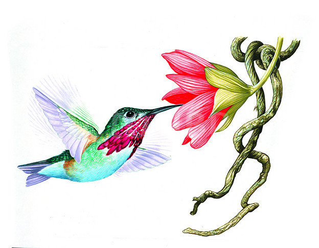 624x486 Humming Bird Clipart Group