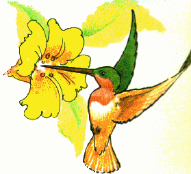 279x255 Hummingbird Clipart Free Clipart 3