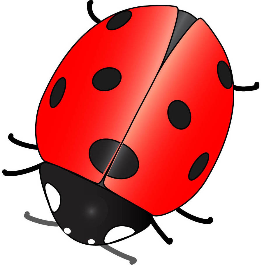899x918 Cute Ladybug Drawings Clipart Panda