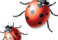 200x140 Ladybug Outline Ladybug Clip Art