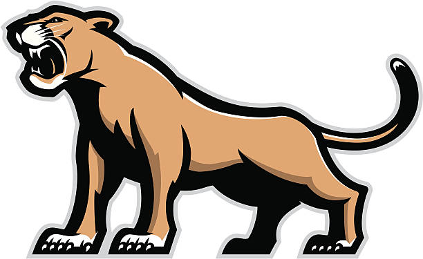 612x375 Photos Mountain Lion Clip Art,