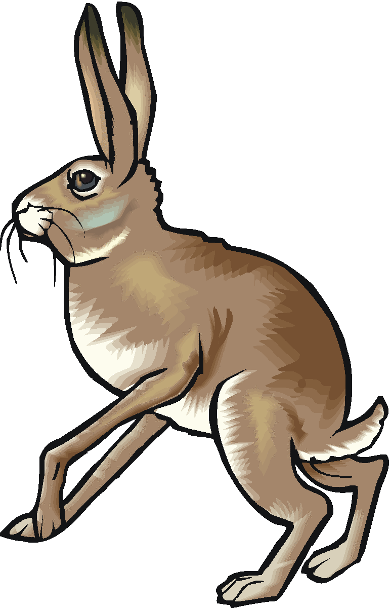 773x1200 Top 94 Hare Clip Art