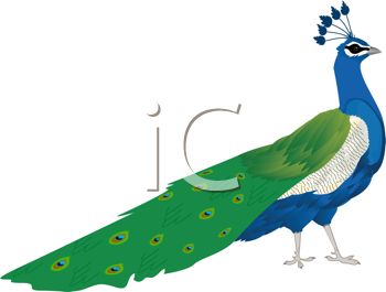 350x265 Cartoon Clip Art Of A Peacock With His Feathers Down