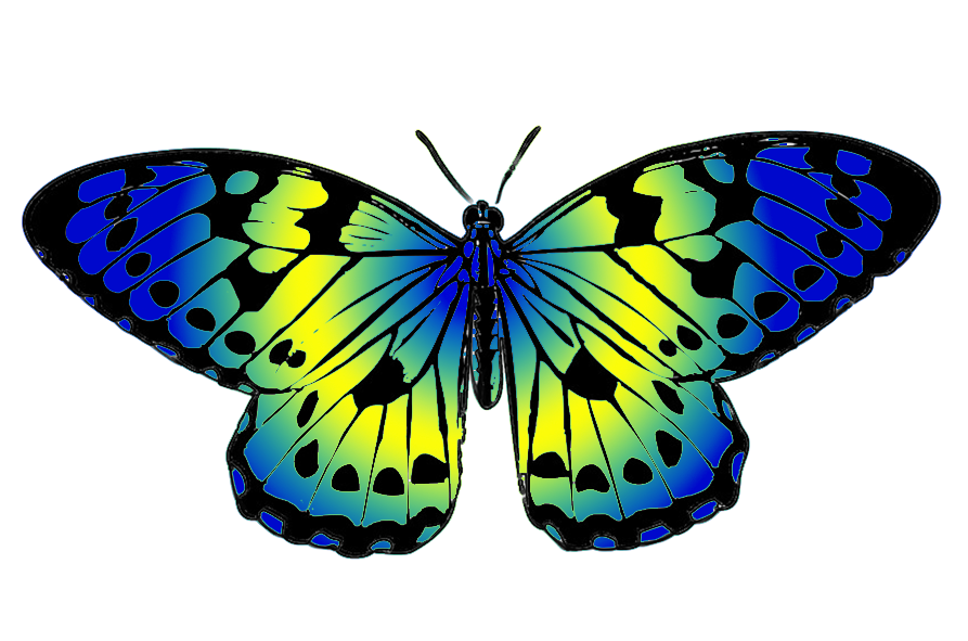 893x591 Butterfly Clipart Current Project Butterfly