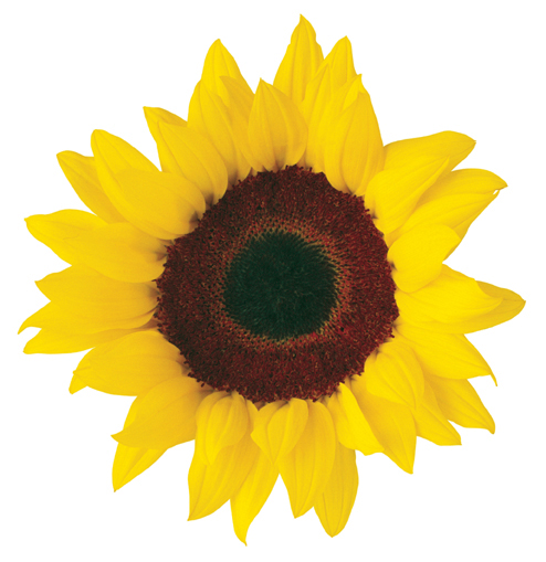 494x509 Sunflower Clip Art Free Printable Clipart 2 2