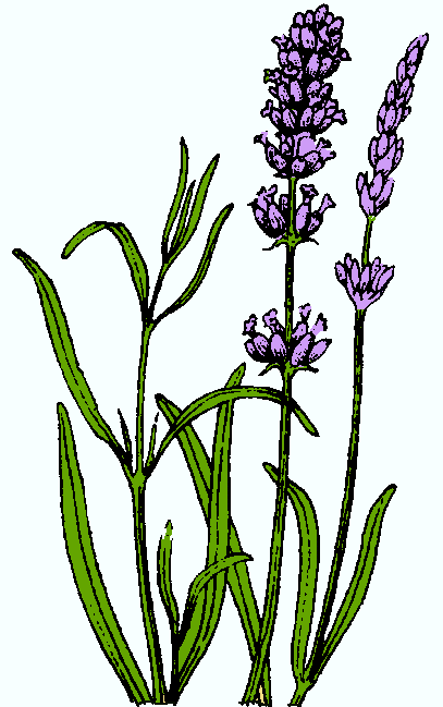 407x649 Very Attractive Lavender Flower Clip Art Daisy At Clker Com Vector