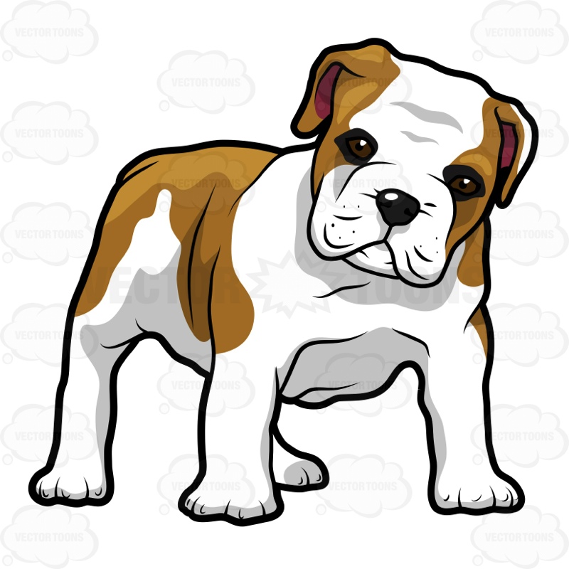 800x800 Bulldog Puppies Clipart