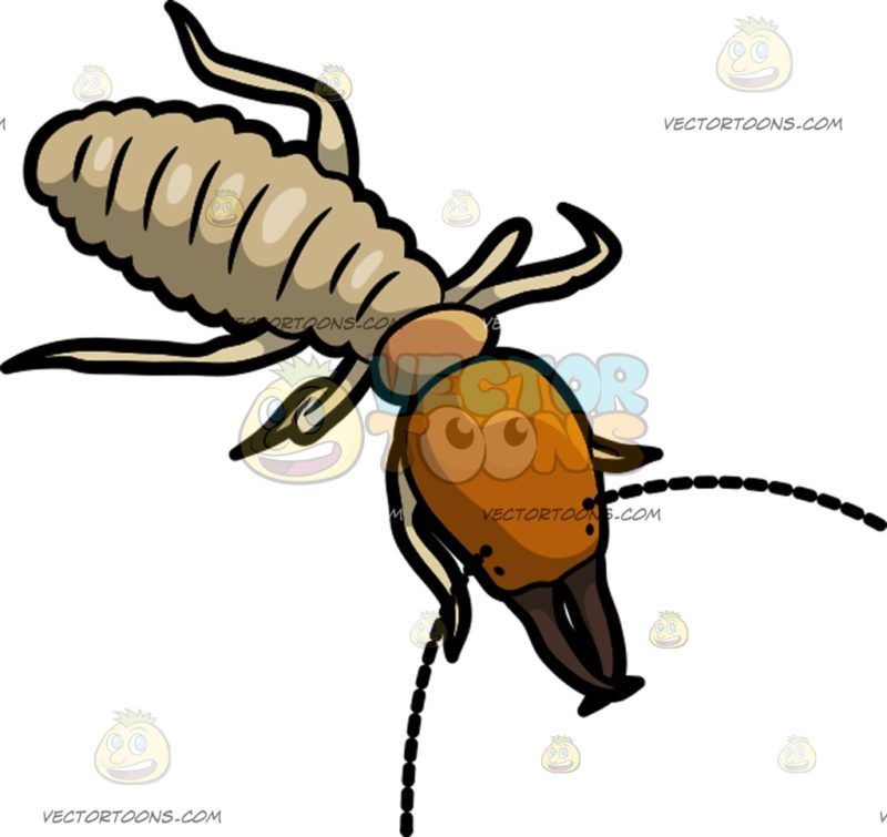 800x755 An Active Termite