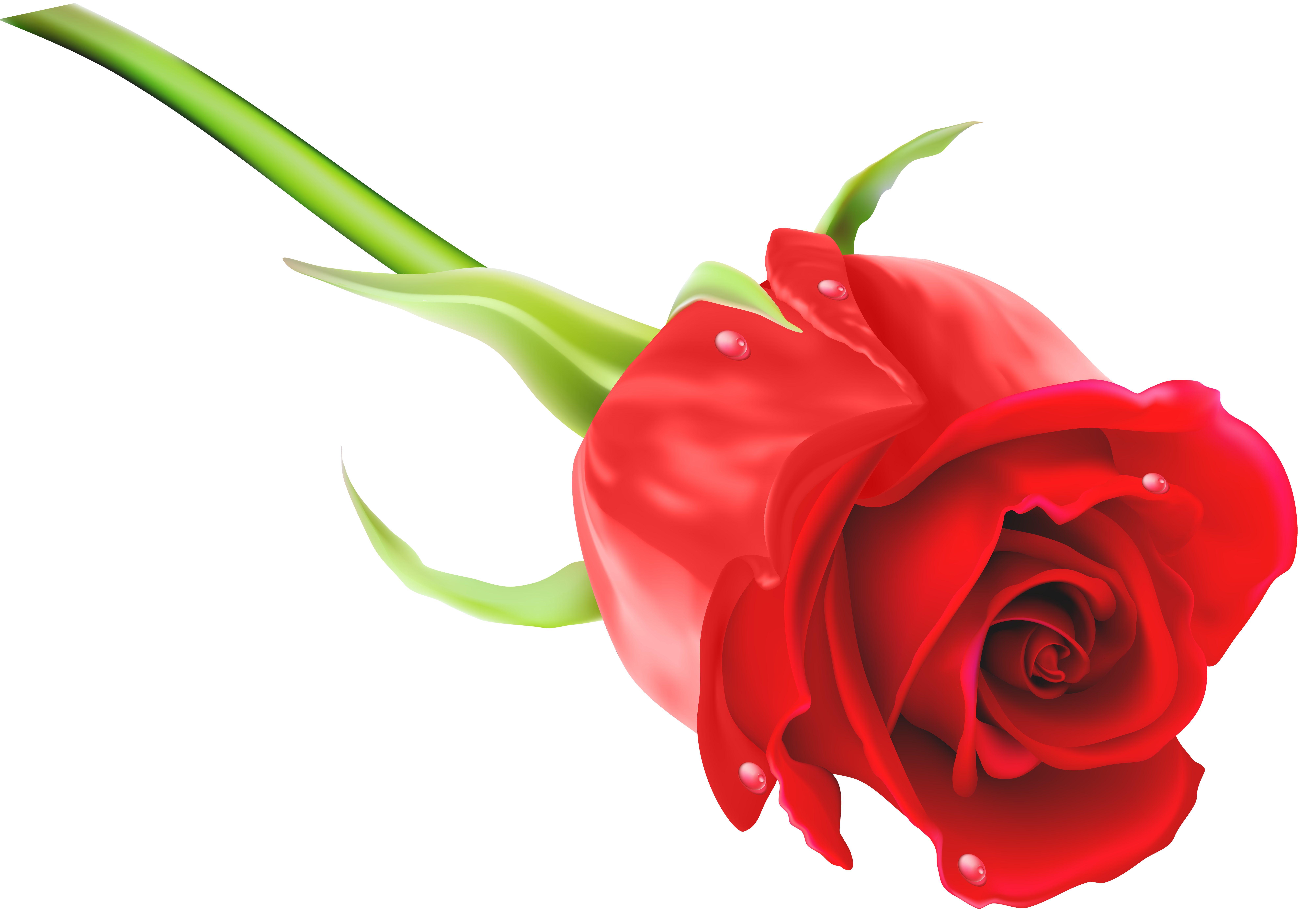 8000x5627 Red Rose Png Clip Art Imageu200b Gallery Yopriceville