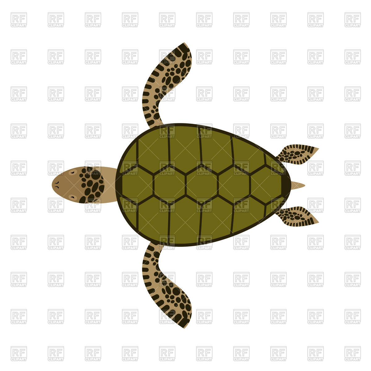 1200x1200 Sea Turtle Isolated Royalty Free Vector Clip Art Image