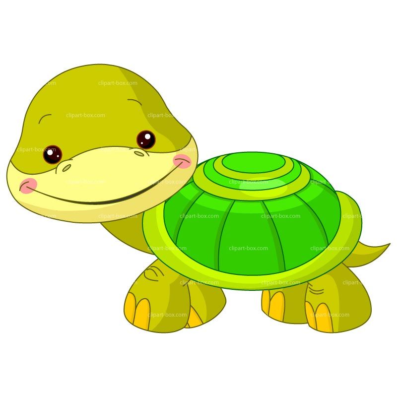 800x800 Clipart Baby Turtle Royalty Free Vector Design Woodland