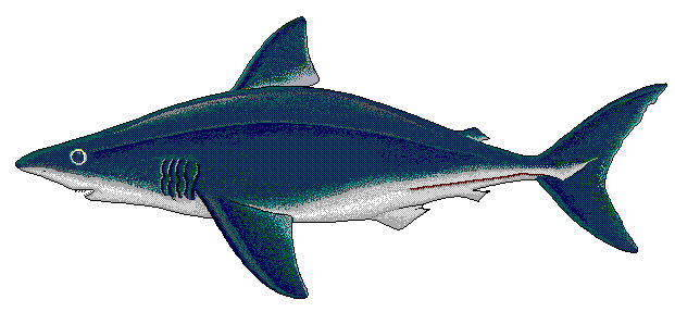621x287 Free Shark Clipart