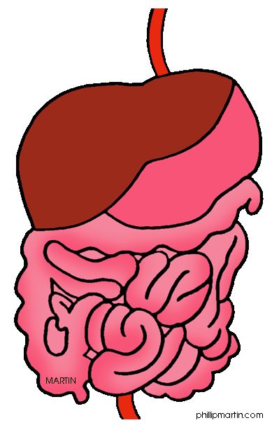 399x637 Collection Of Digestive System Clipart High Quality, Free