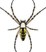 160x180 Free Spider Clipart