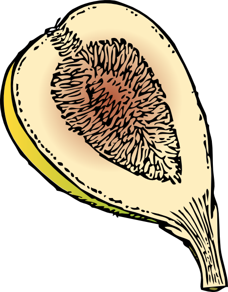 468x600 Fig Clip Art Free Vector 4vector