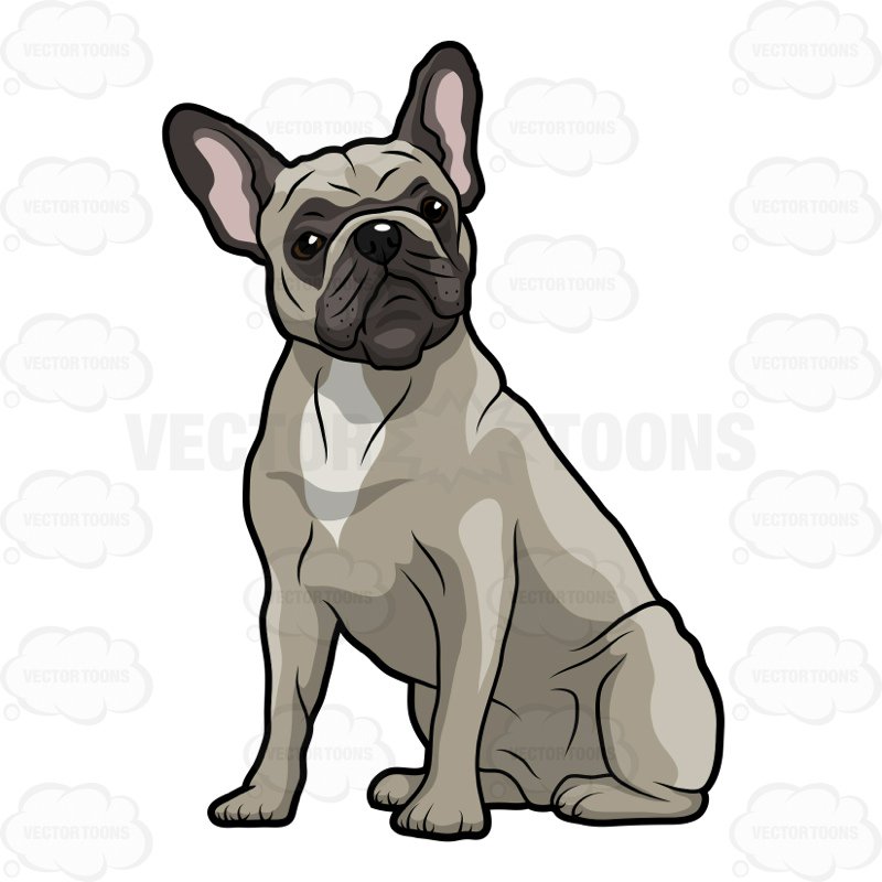 800x800 Grey French Bulldog Sitting And Looking Forward Cartoon Clipart