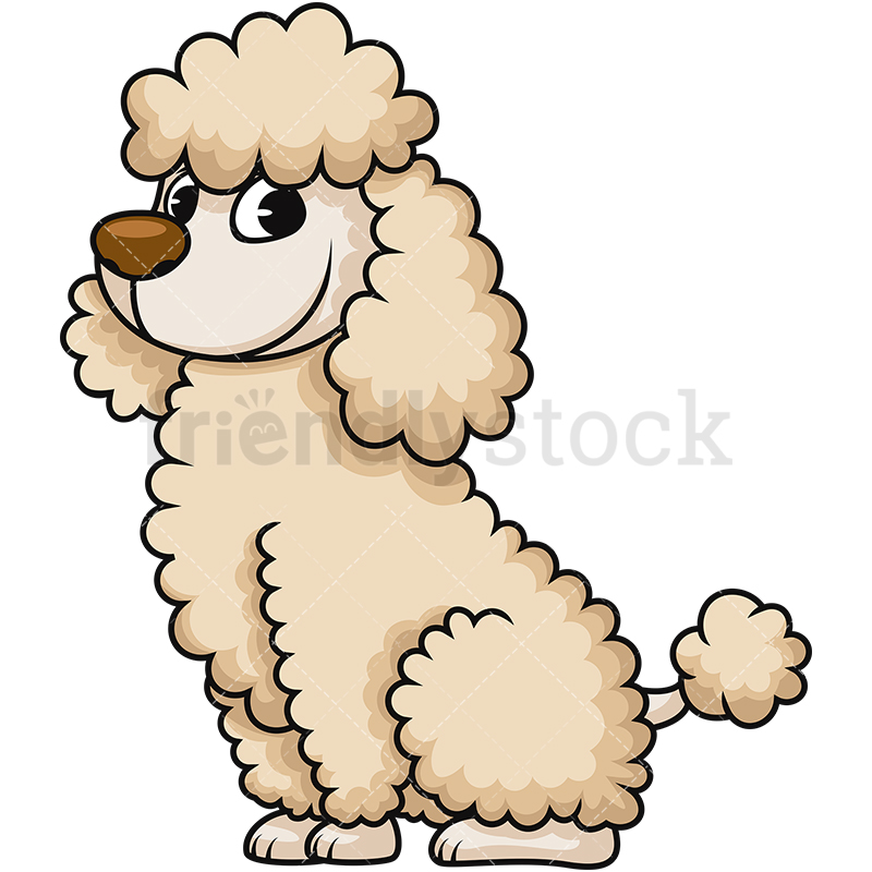 800x800 Cute Miniature Poodle Cartoon Vector Clipart