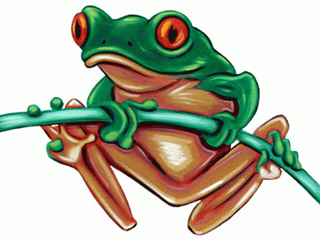 640x480 Poison Dart Frog Clipart