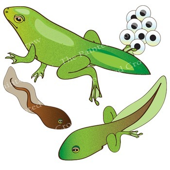 350x350 Frog Life Cycle Clip Art