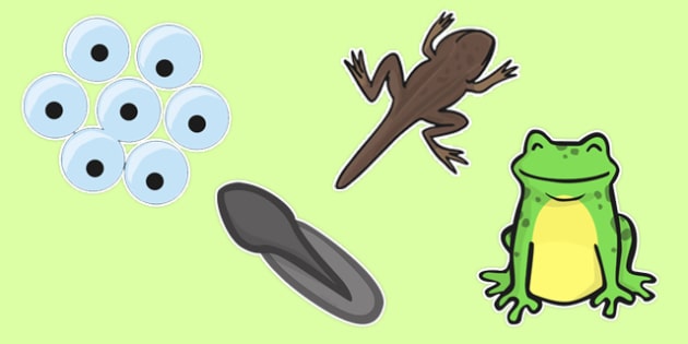 630x315 Frog Life Cycle Cut Outs