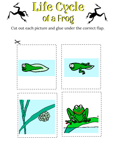 403x522 Frog Life Cycle Interactive Notebook