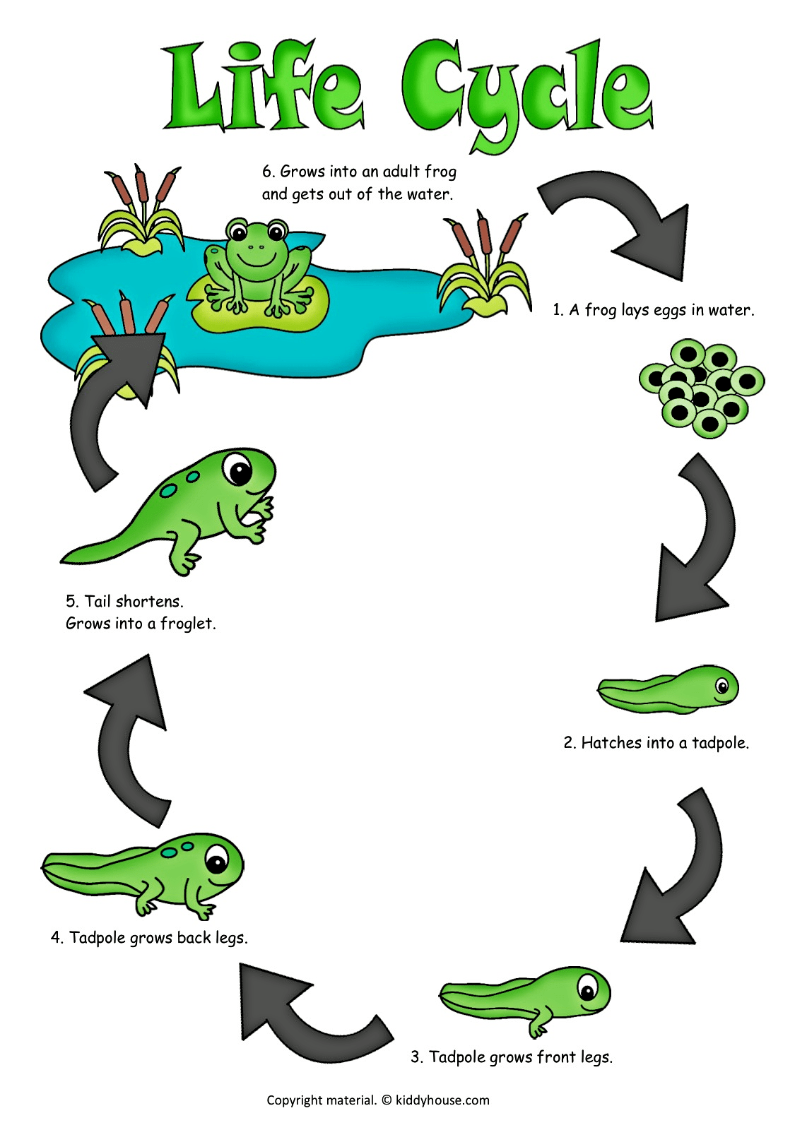 1142x1617 Life Cycle Of A Frog Color Poster