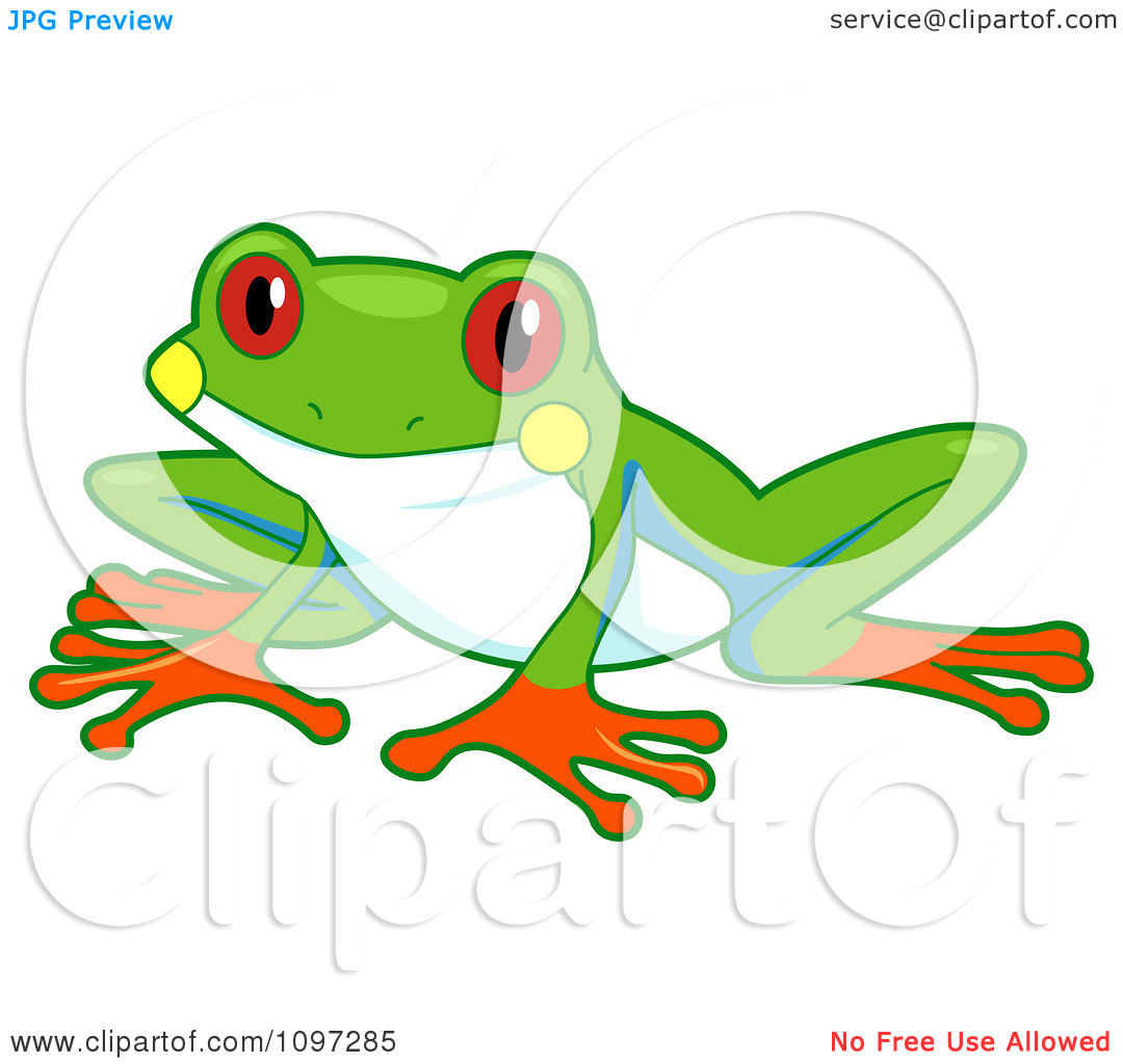 1080x1024 Red Eyed Tree Frog Clipart Black And White