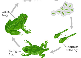 326x235 Life Cycle Archives