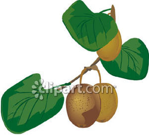 300x273 Tree Clipart Kiwi