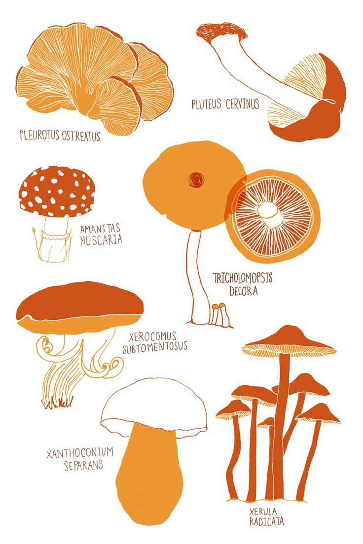 736x1104 Screen Fungus Clipart