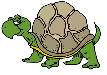 441x313 Save A Turtle! We Think