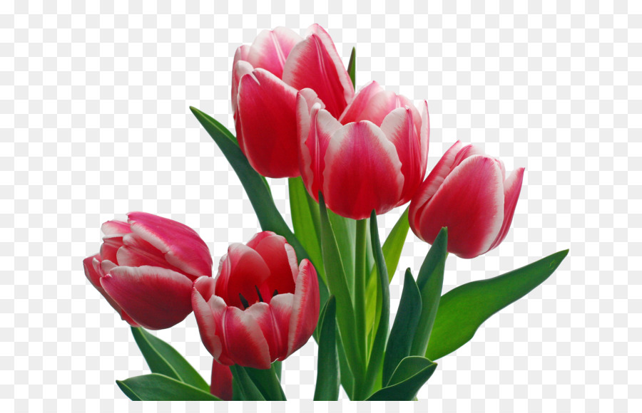 900x580 Indira Gandhi Memorial Tulip Garden Pink Flowers Clip Art