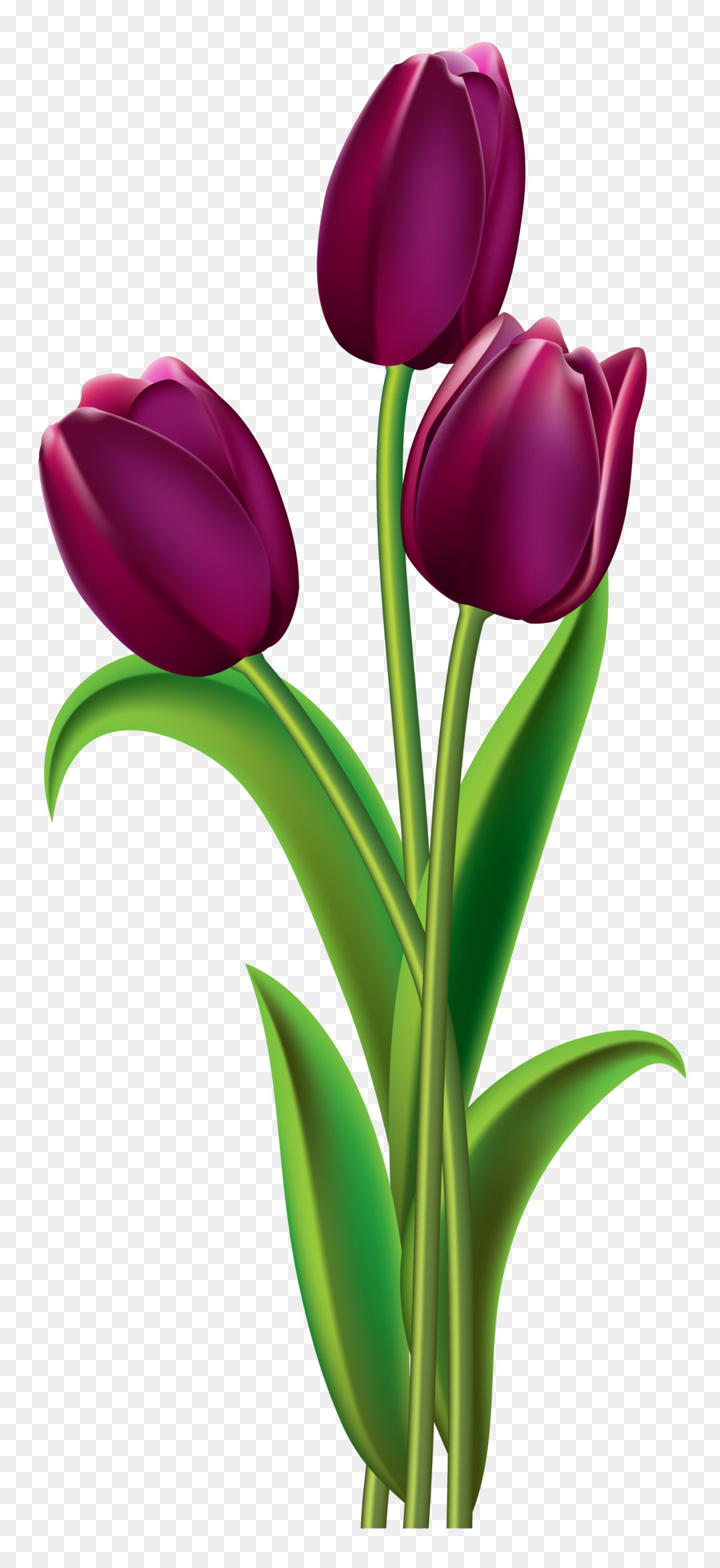 900x1960 Indira Gandhi Memorial Tulip Garden Red Clip Art