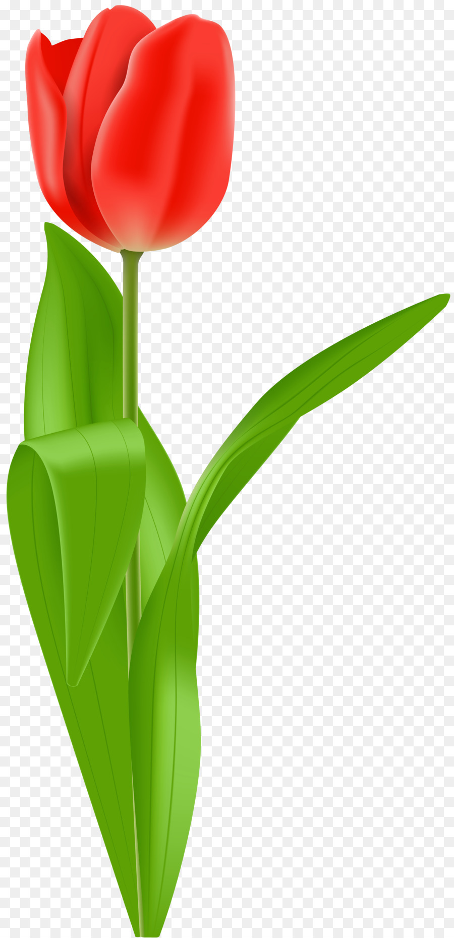 900x1860 Tulip Flower Clip Art