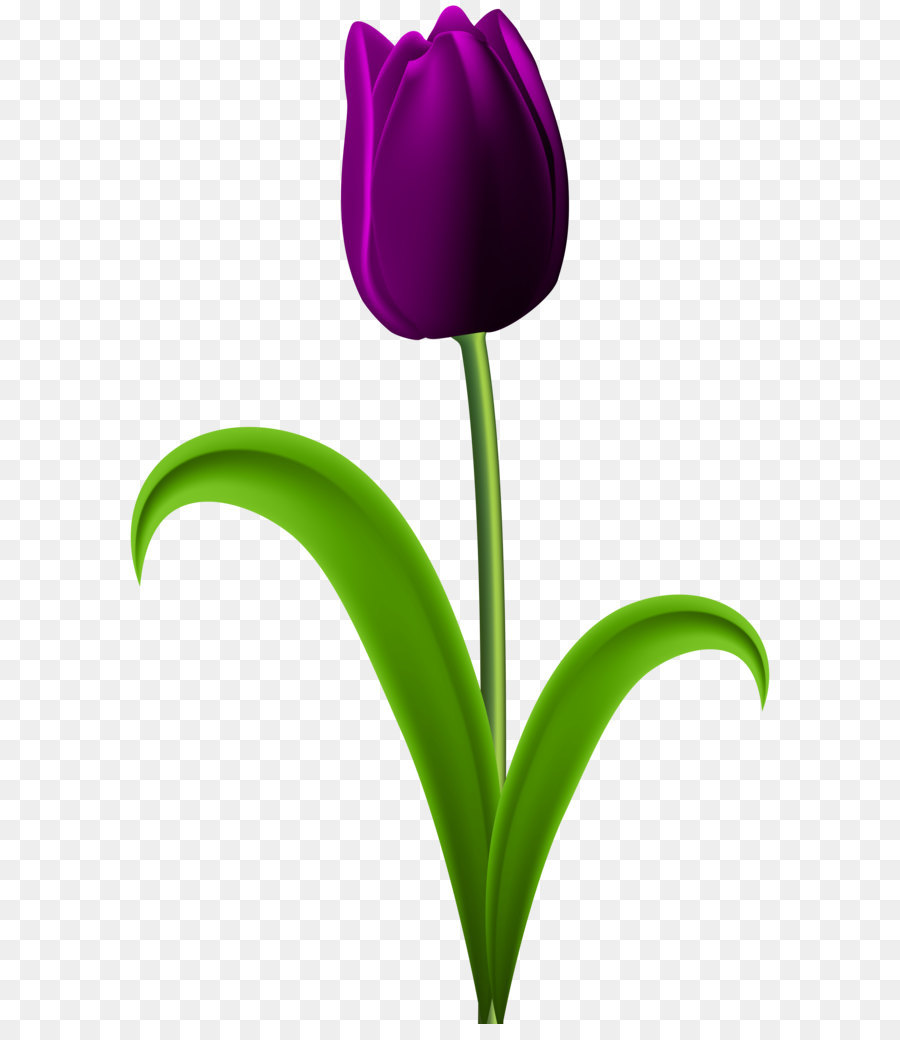 900x1040 Tulip Purple Clip Art