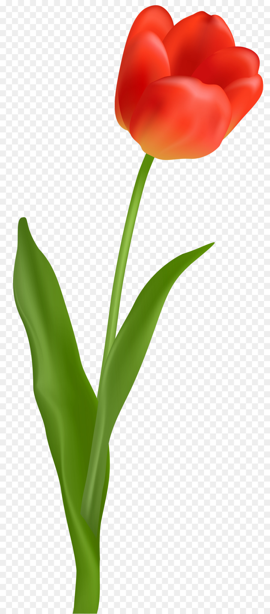 900x2040 Tulip Red Flower Clip Art