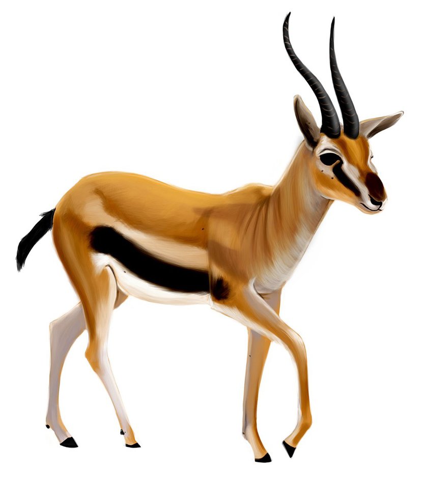 835x957 Gazelle By Designer 27