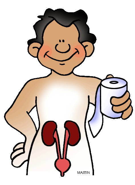 474x648 Human Body Clip Art By Phillip Martin, Excretory System