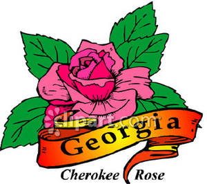 300x266 State Flower Of Georgia, The Cherokee Rose Royalty Free Clipart