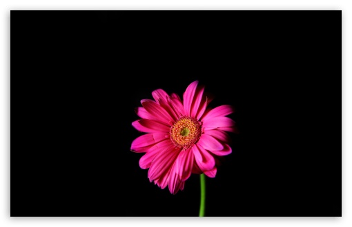 510x330 Daisy Clipart Hot Pink Free Collection Download And Share Daisy