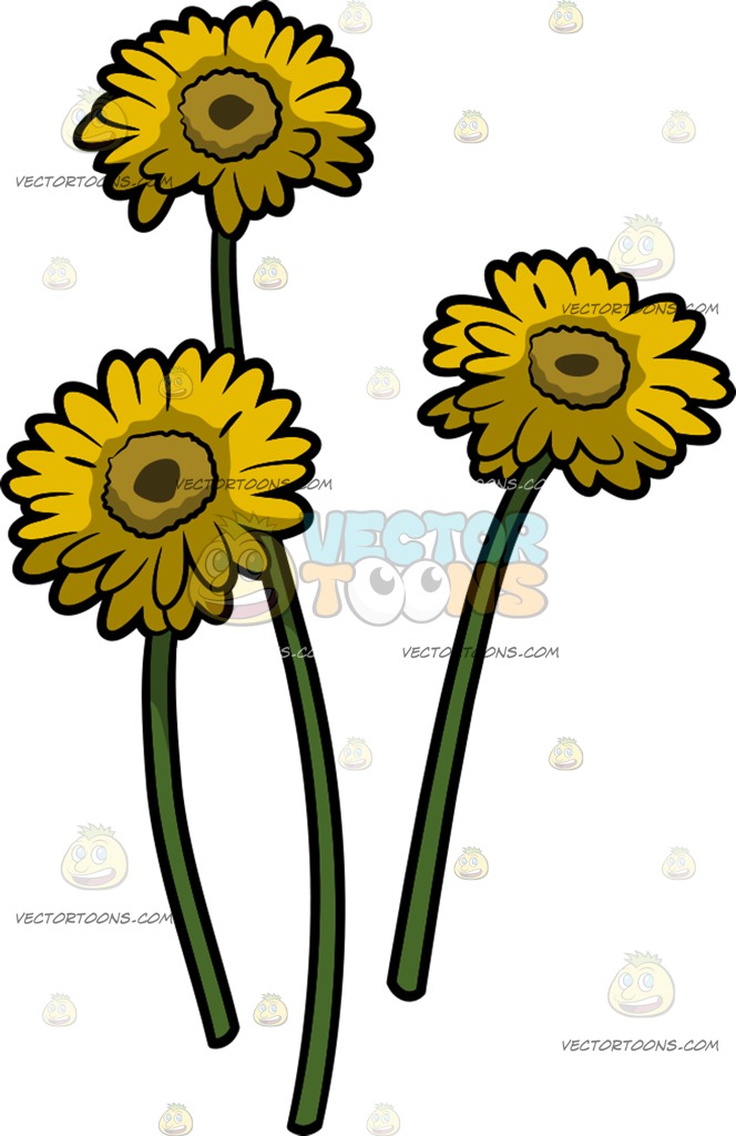 664x1024 Three Bright Yellow Daisies Cartoon Clipart Vector Toons