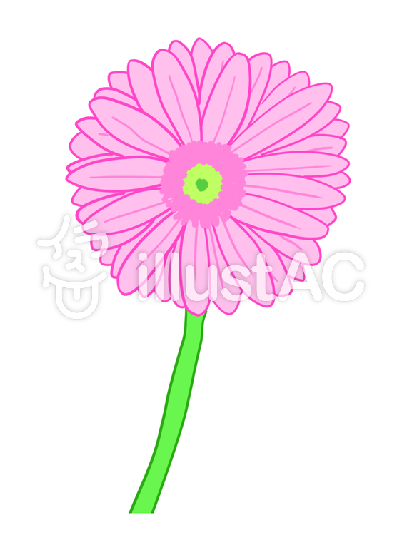 563x750 Free Cliparts Flower, Flower, Gerbera, Pink
