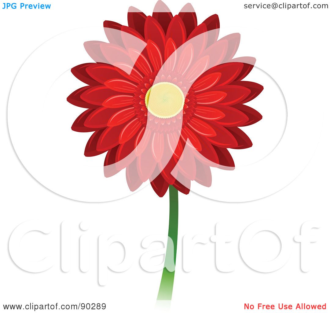 1080x1024 Royalty Free (Rf) Clipart Illustration Of A Beautiful Red Gerbera