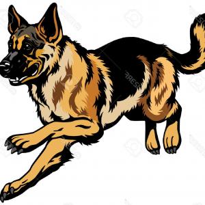 300x300 Photodog German Shepherd Breed Illustration Isolated On White