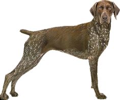 236x197 Joyful German Shorthaired Pointer Christmas Ornament Home Clip