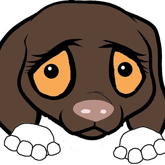 550x550 German Shorthaire Pointer Liver And White Peeking Cartoon German